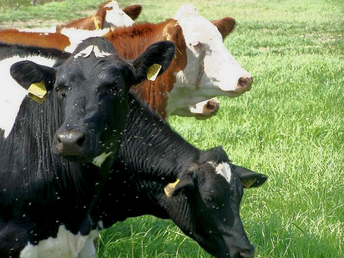 foto k příspěvku  od Bolthorn