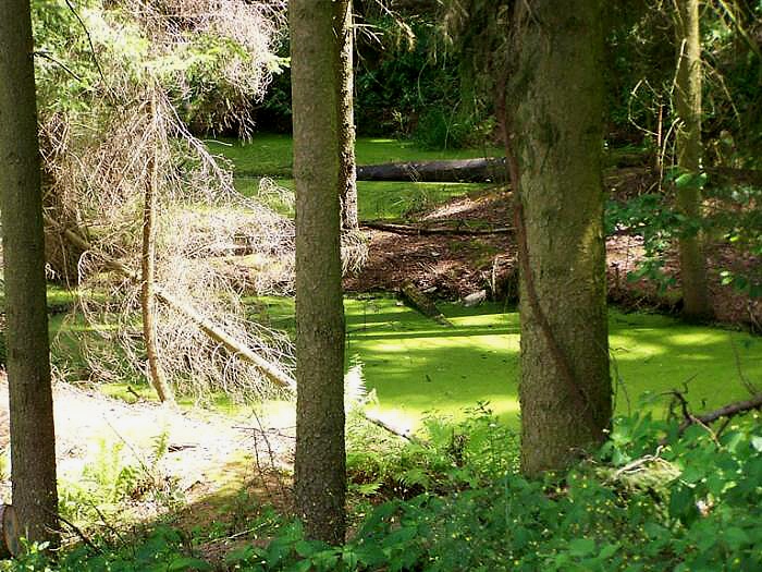 foto k příspěvku  od Bolthorn