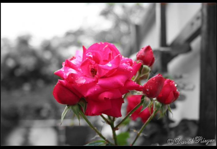 foto k příspěvku  od Kapka