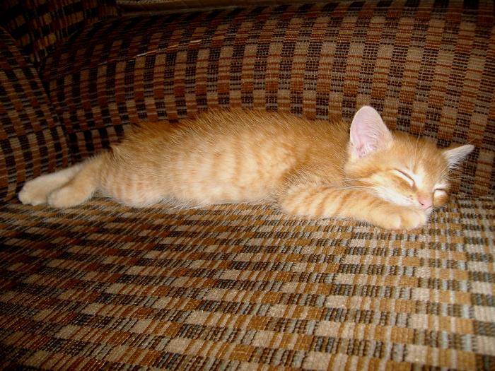 foto k příspěvku  od Bolthorn