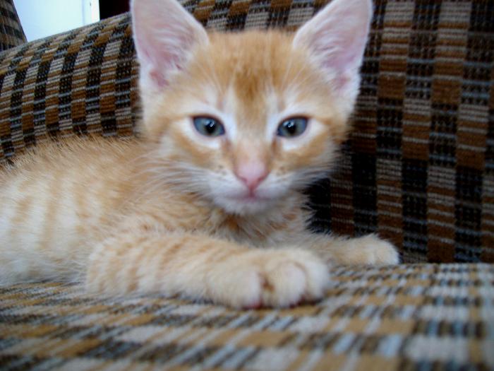 foto k příspěvku  od Bolthorn