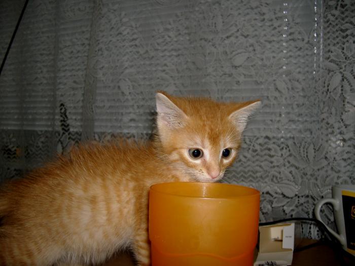 foto k příspěvku  od Bolthorn