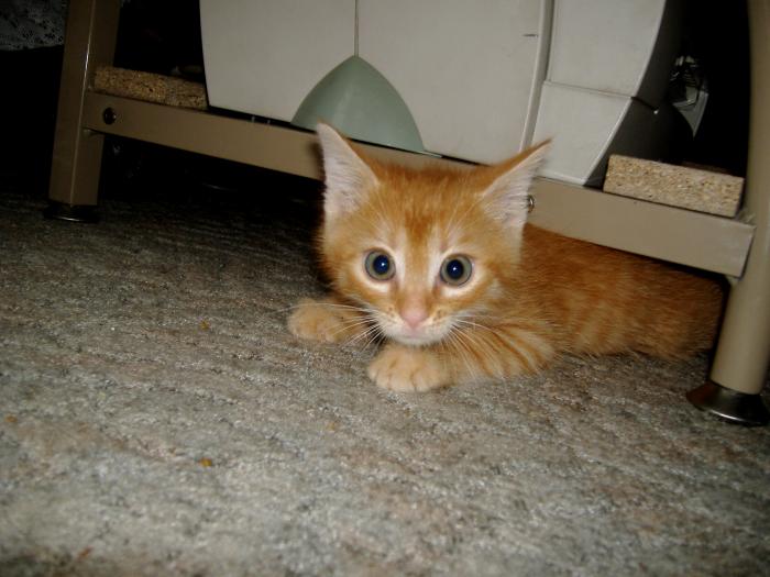 foto k příspěvku  od Bolthorn