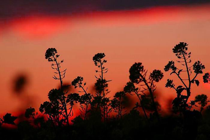 foto k příspěvku  od Crimson