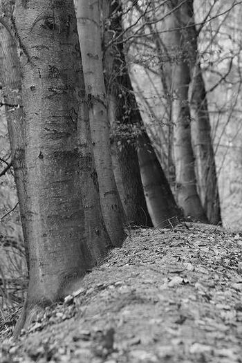 foto k příspěvku  od Crimson