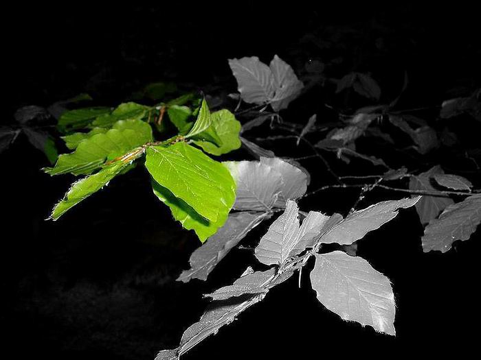 foto k příspěvku  od Crimson