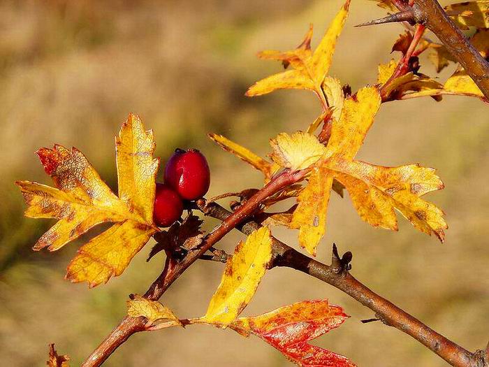 foto k příspěvku  od Crimson