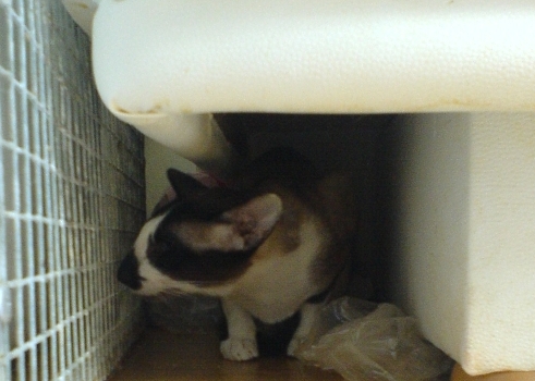 foto k příspěvku  od Ondry 2.0 20v