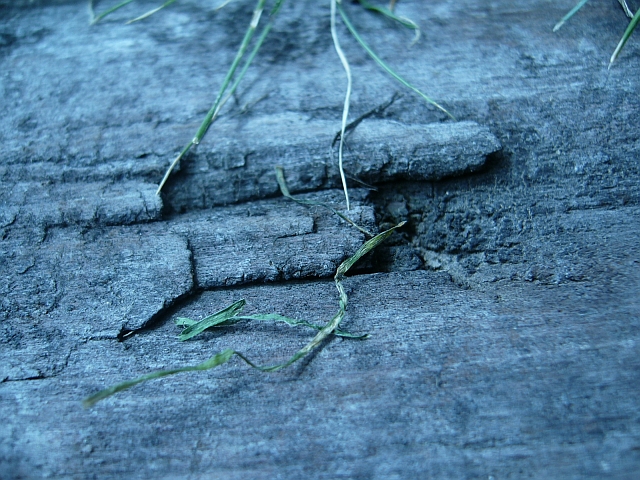 foto k příspěvku  od dolph