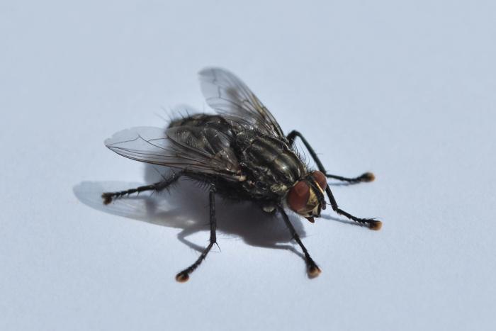 foto k příspěvku  od Tuner#2