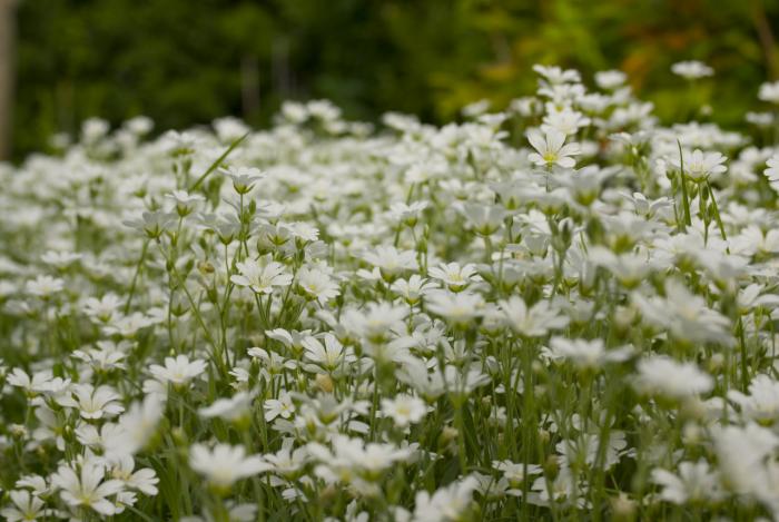 foto k příspěvku  od jdoizo