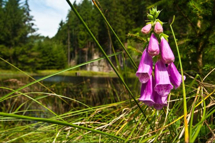 foto k příspěvku  od kondor