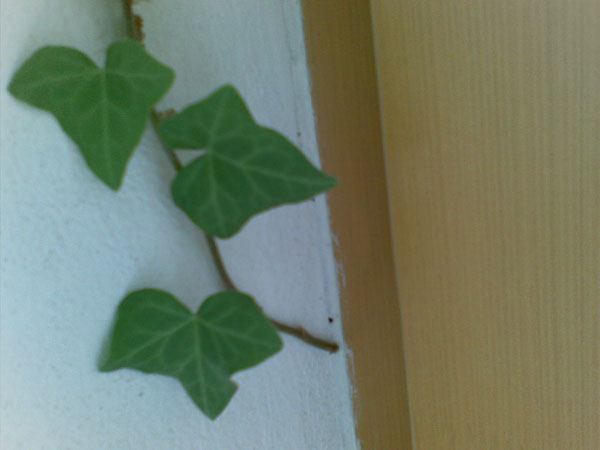 foto k příspěvku  od Zdenek