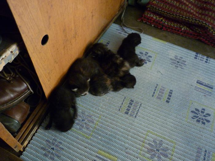 foto k příspěvku  od walish