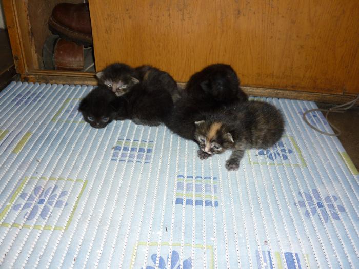 foto k příspěvku  od walish