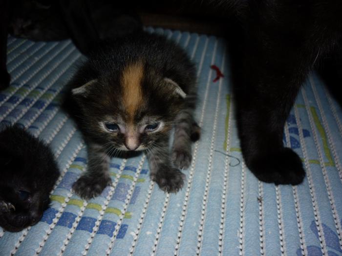 foto k příspěvku  od walish