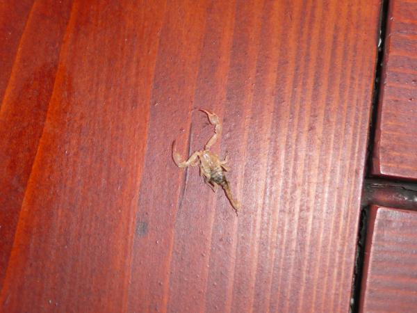 foto k příspěvku  od Crimson