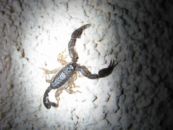 foto k příspěvku  od Crimson