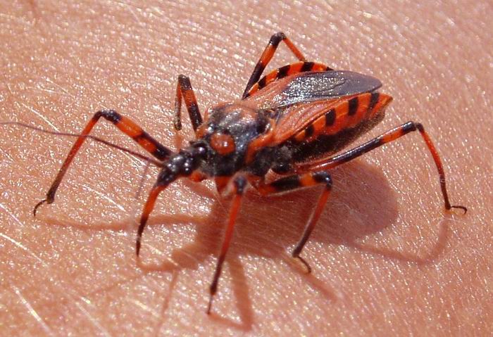 foto k příspěvku  od Crimson