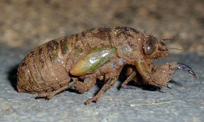 foto k příspěvku  od Crimson