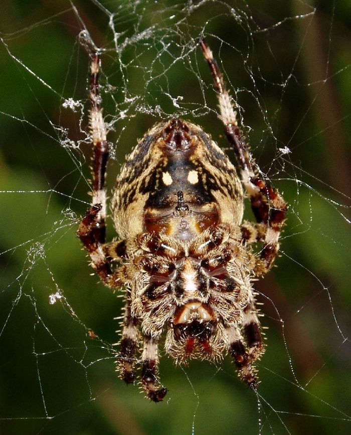 foto k příspěvku  od Crimson