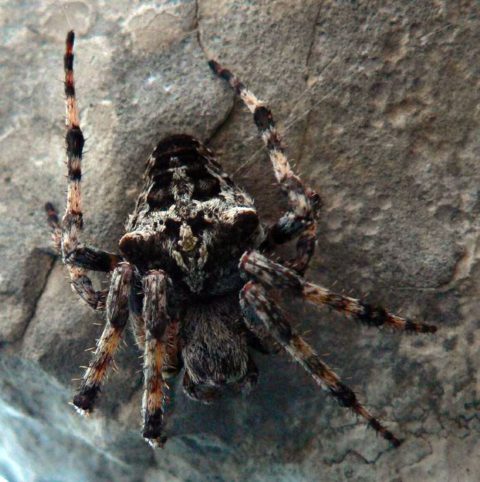 foto k příspěvku  od Crimson