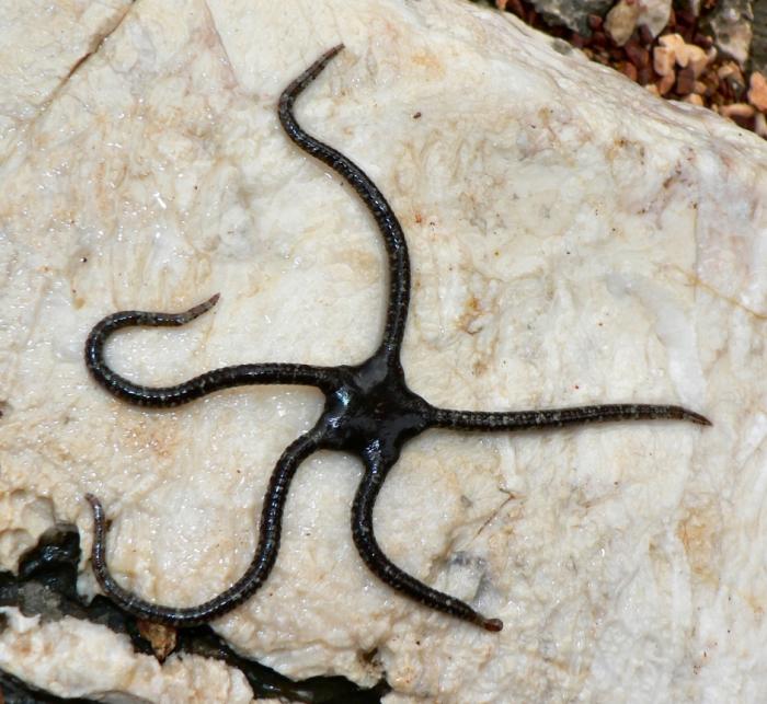 foto k příspěvku  od Crimson