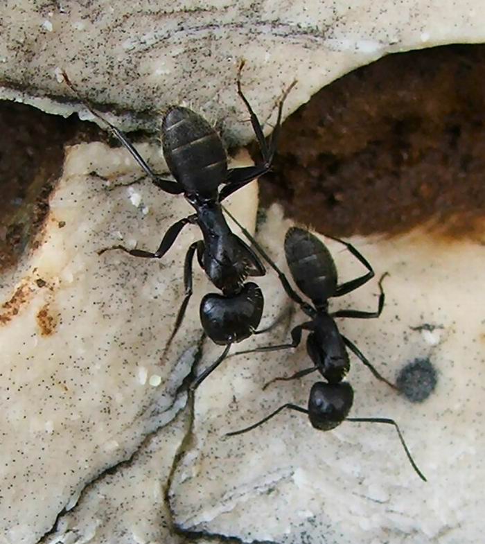 foto k příspěvku  od Crimson