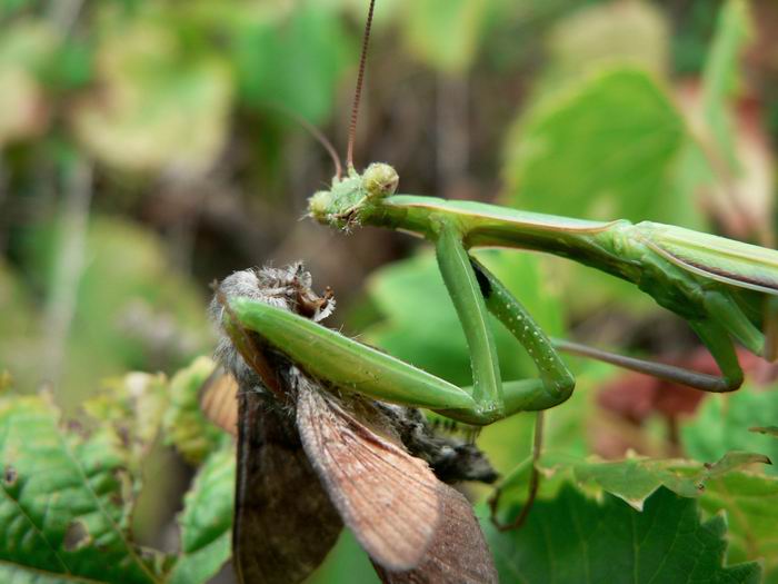 foto k příspěvku  od Crimson