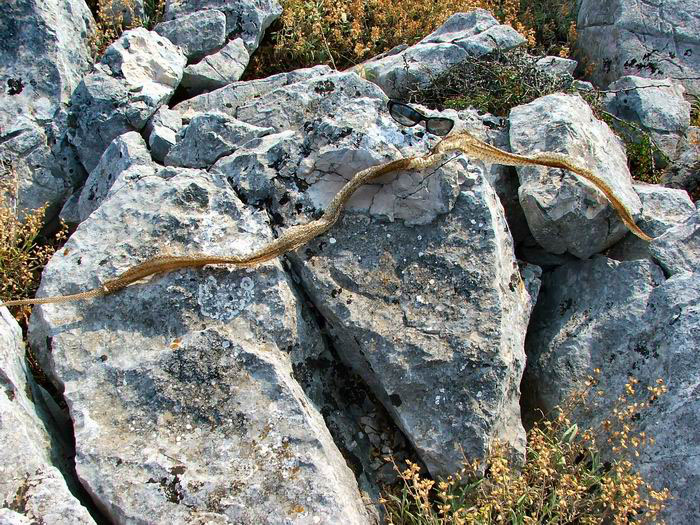 foto k příspěvku  od Crimson