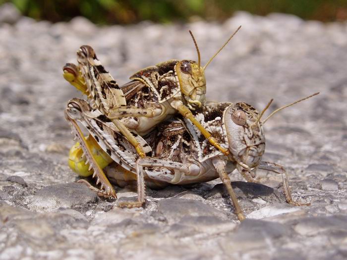 foto k příspěvku  od Crimson