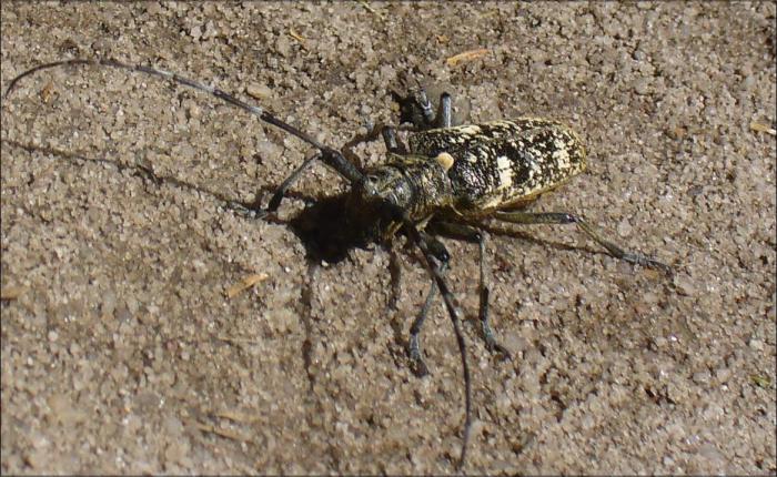 foto k příspěvku  od Kotass