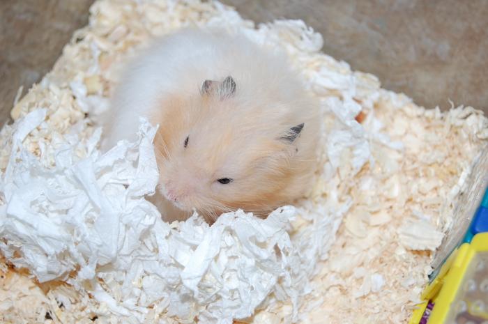 foto k příspěvku  od choze