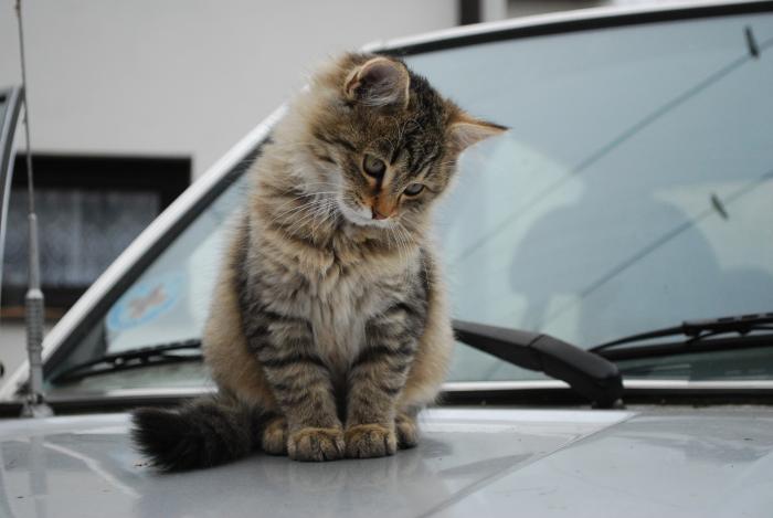 foto k příspěvku  od radek.613