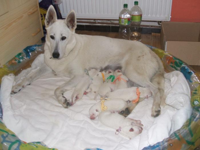 foto k příspěvku  od Kallin