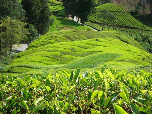 foto k příspěvku  od camron