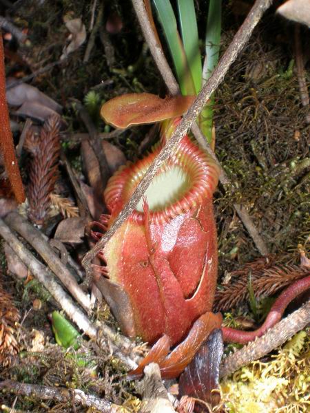 foto k příspěvku  od camron