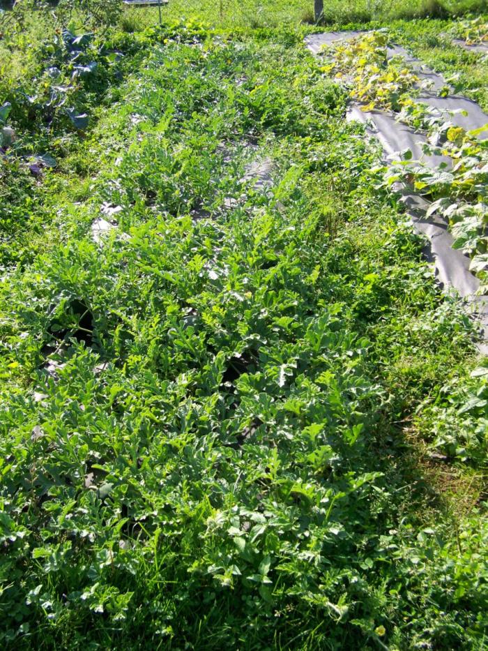 foto k příspěvku  od Kesam