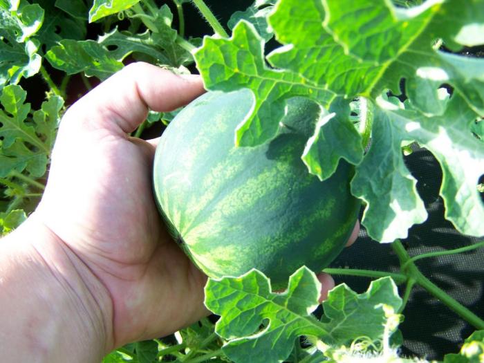 foto k příspěvku  od Kesam