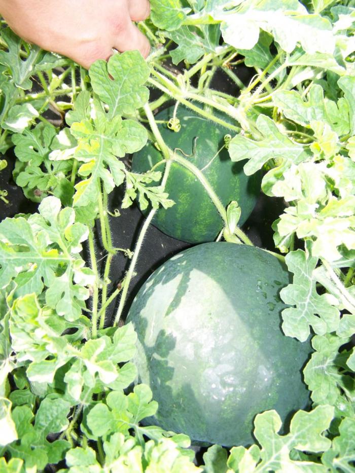 foto k příspěvku  od Kesam