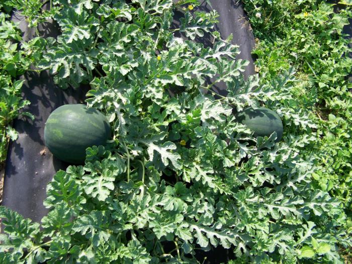 foto k příspěvku  od Kesam