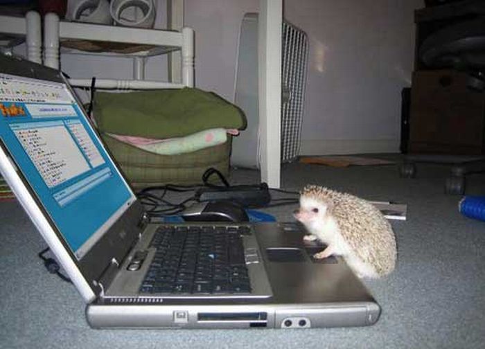 foto k příspěvku  od Kubais