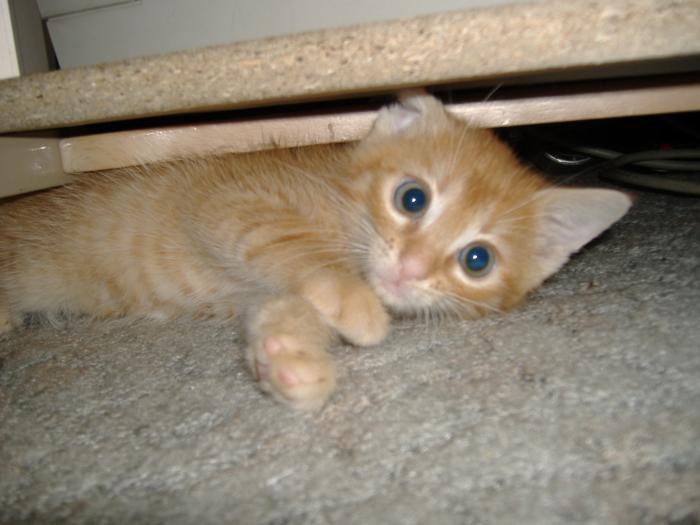 foto k příspěvku  od Bolthorn