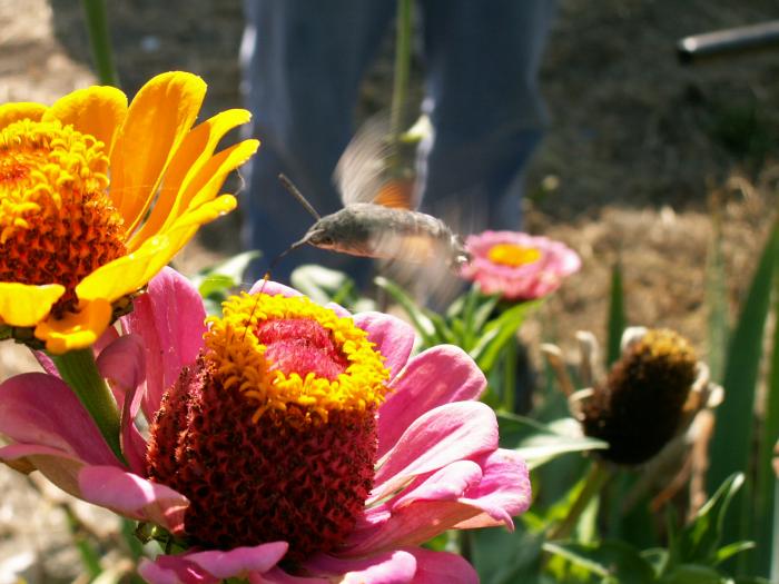 foto k příspěvku  od Zephyr