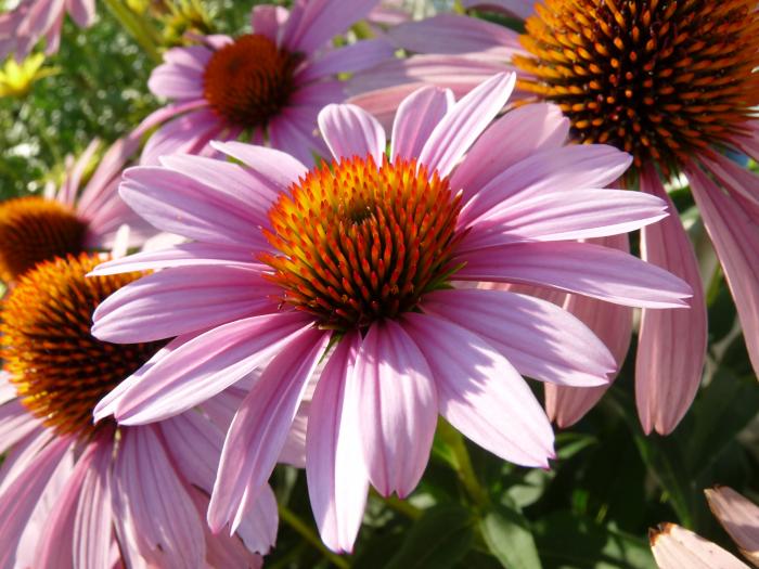 foto k příspěvku  od Losky