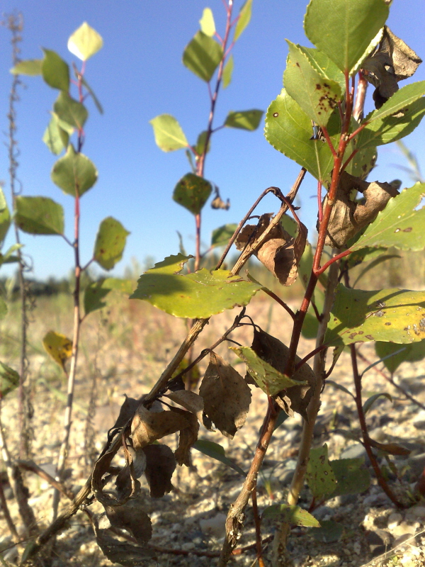 foto k příspěvku  od Mááša