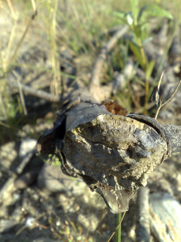 foto k příspěvku  od Mááša