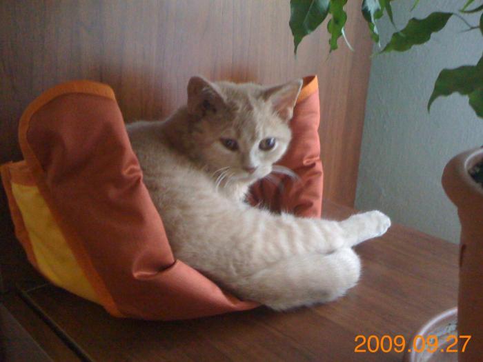 foto k příspěvku  od Knightey-