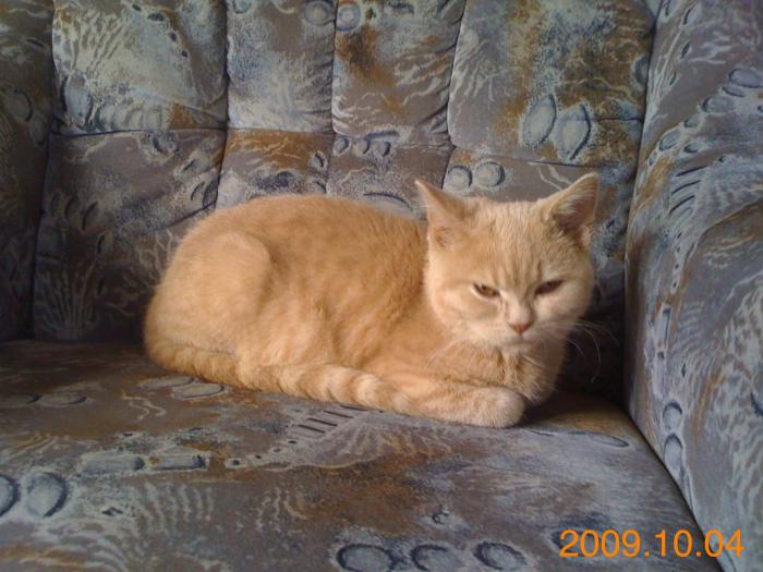 foto k příspěvku  od Knightey-