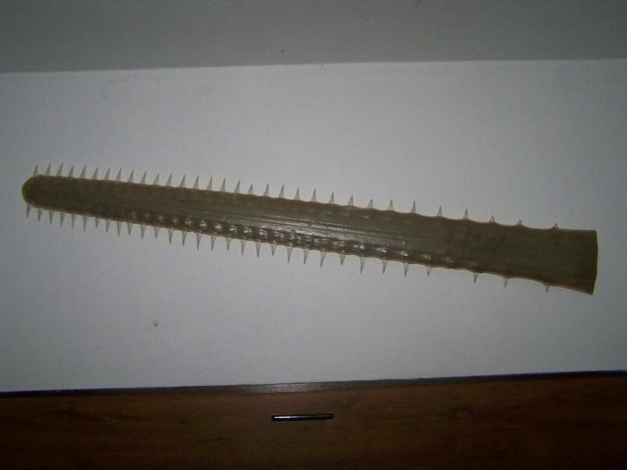 foto k příspěvku  od Kesam